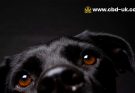 Is CBD Safe for Dogs UK? What Owners Need to Know