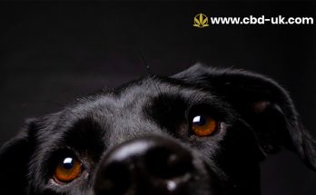 Is CBD Safe for Dogs UK What Owners Need to Know
