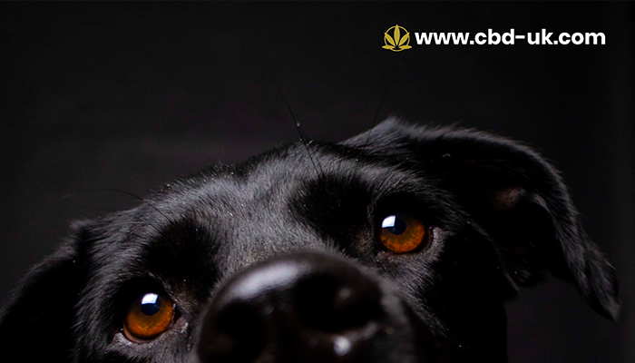 Is CBD Safe for Dogs UK What Owners Need to Know